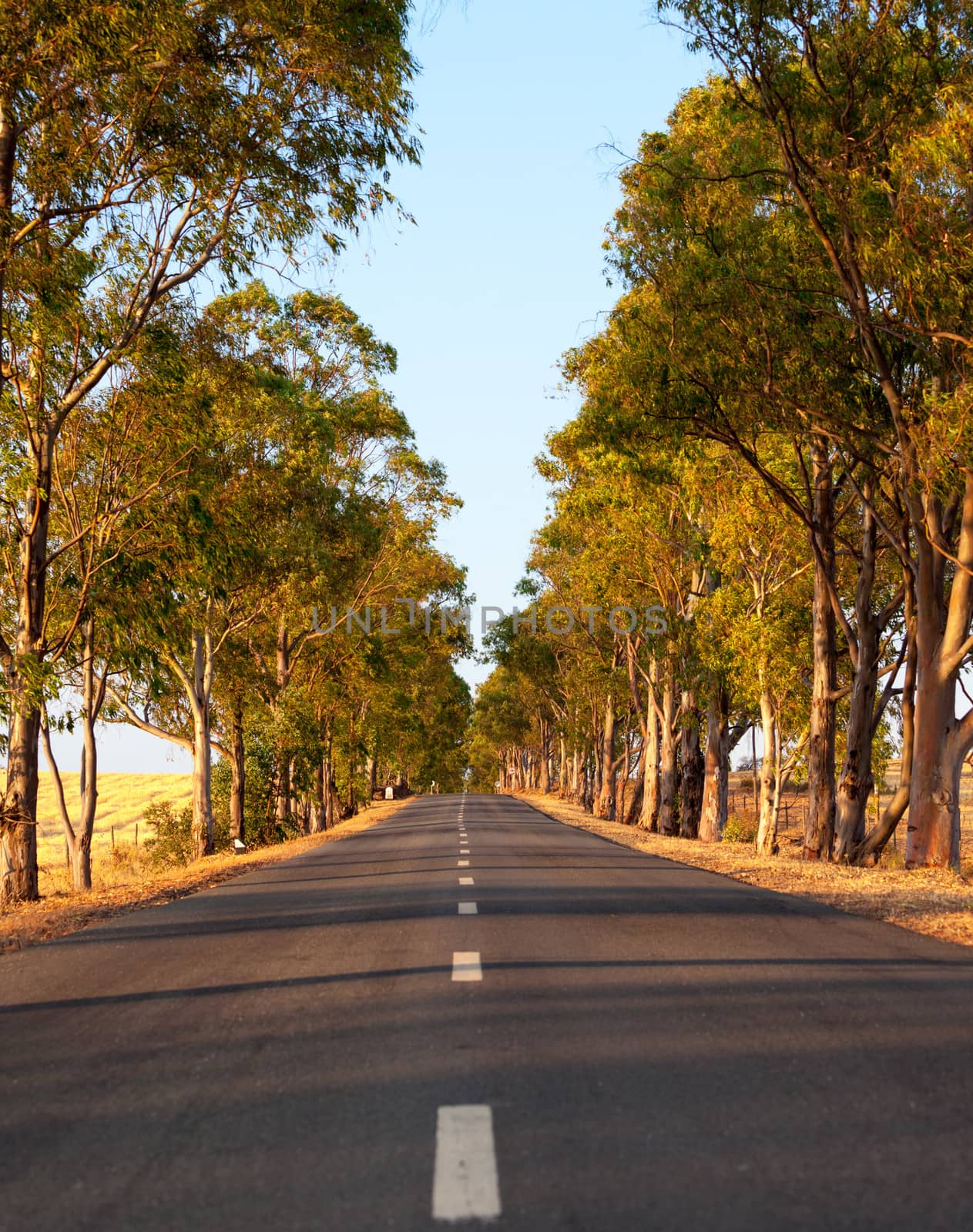 Tree-lined tarred road by Discovod