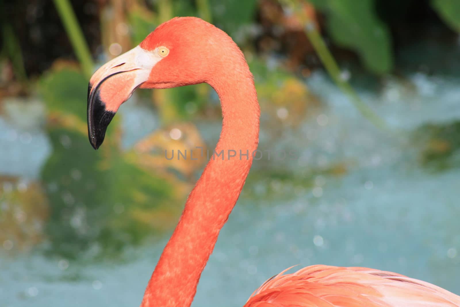 Flamingo against water background