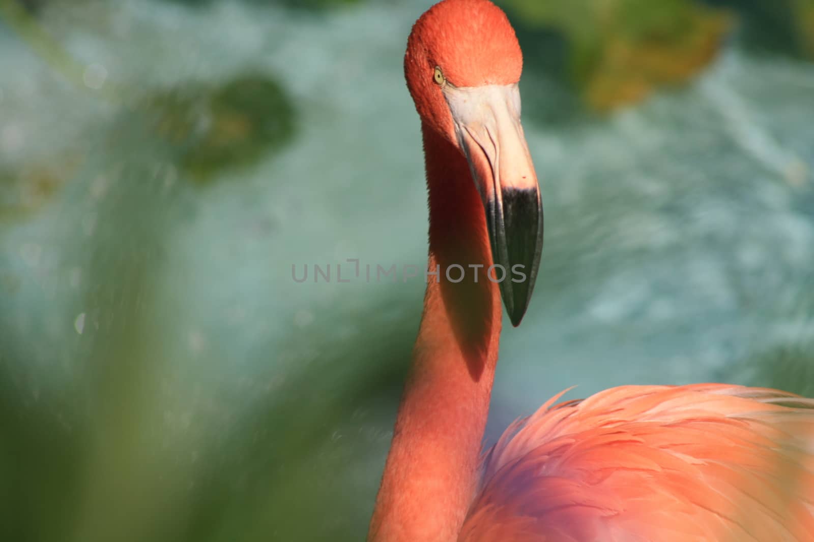 Flamingo against water background