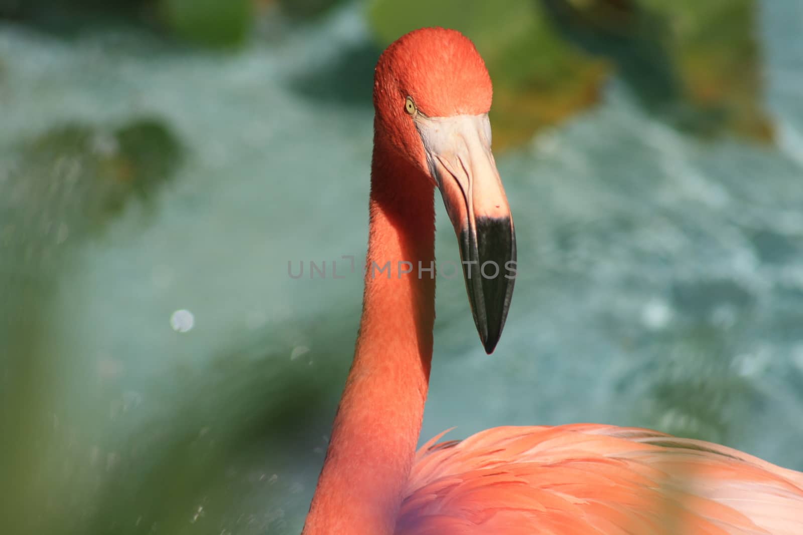 Flamingo by tornado98