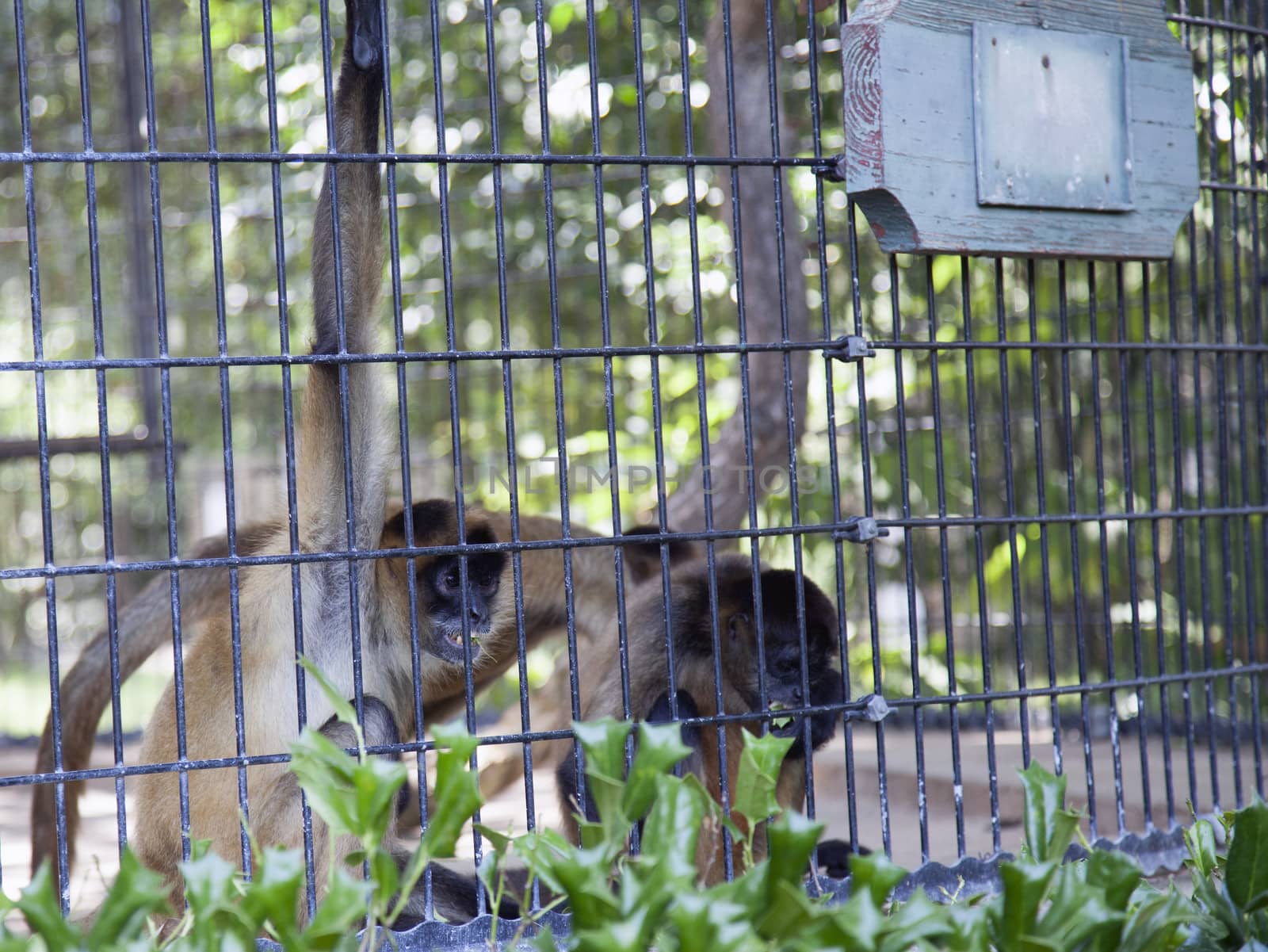 Portrait of spider monkeys in a cage