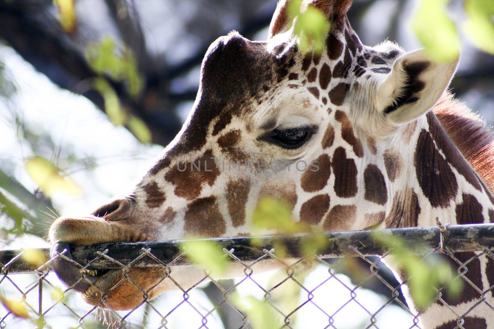 Giraffes head at a fence