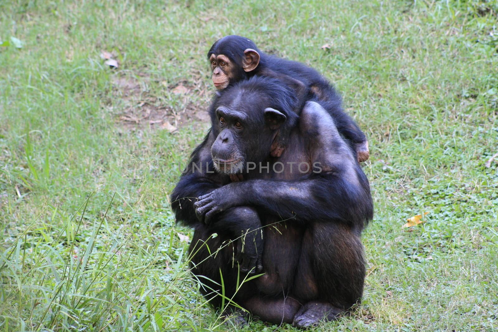 Two chimps in grassy habitat