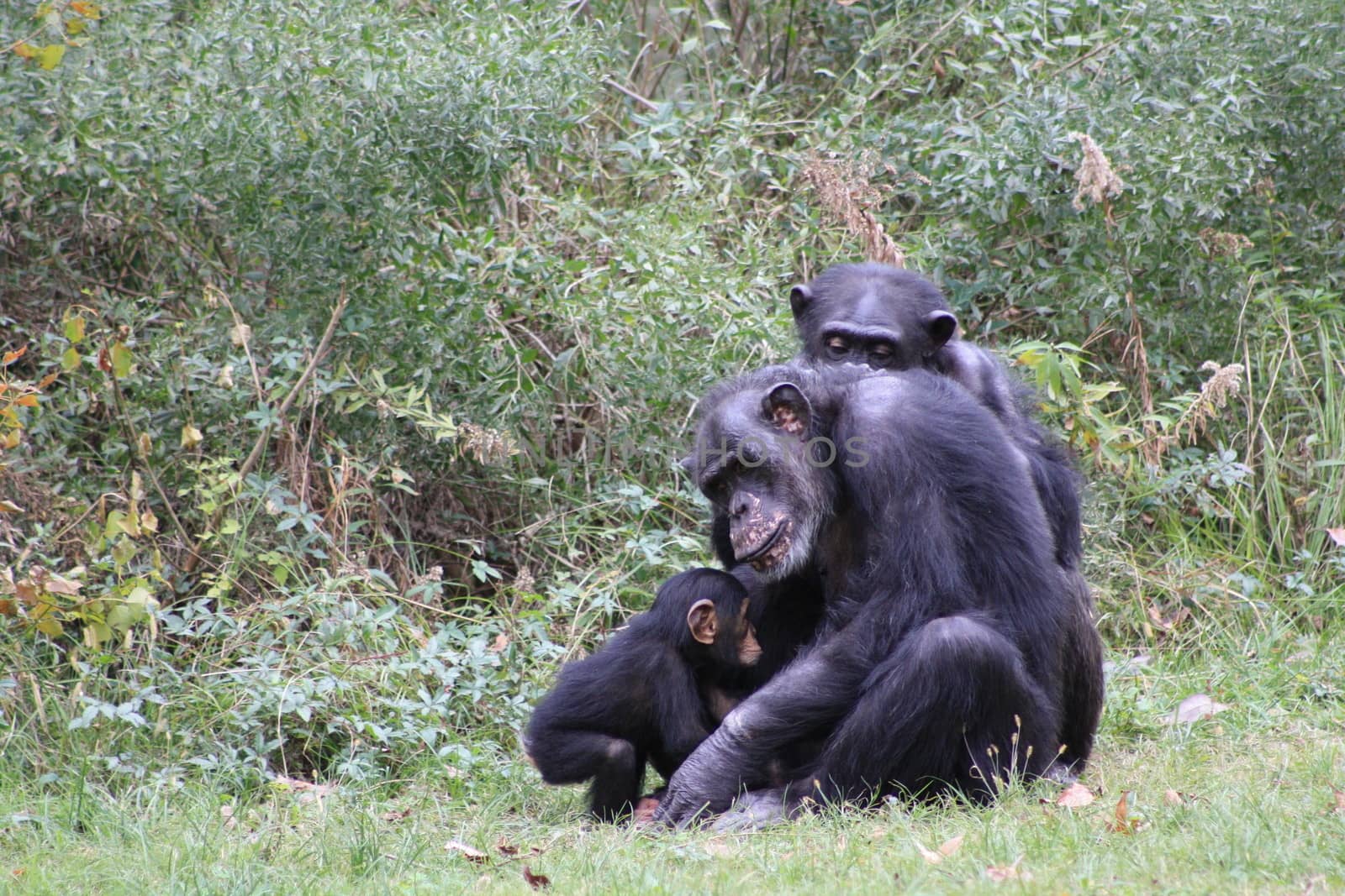 Chimpanzees by tornado98