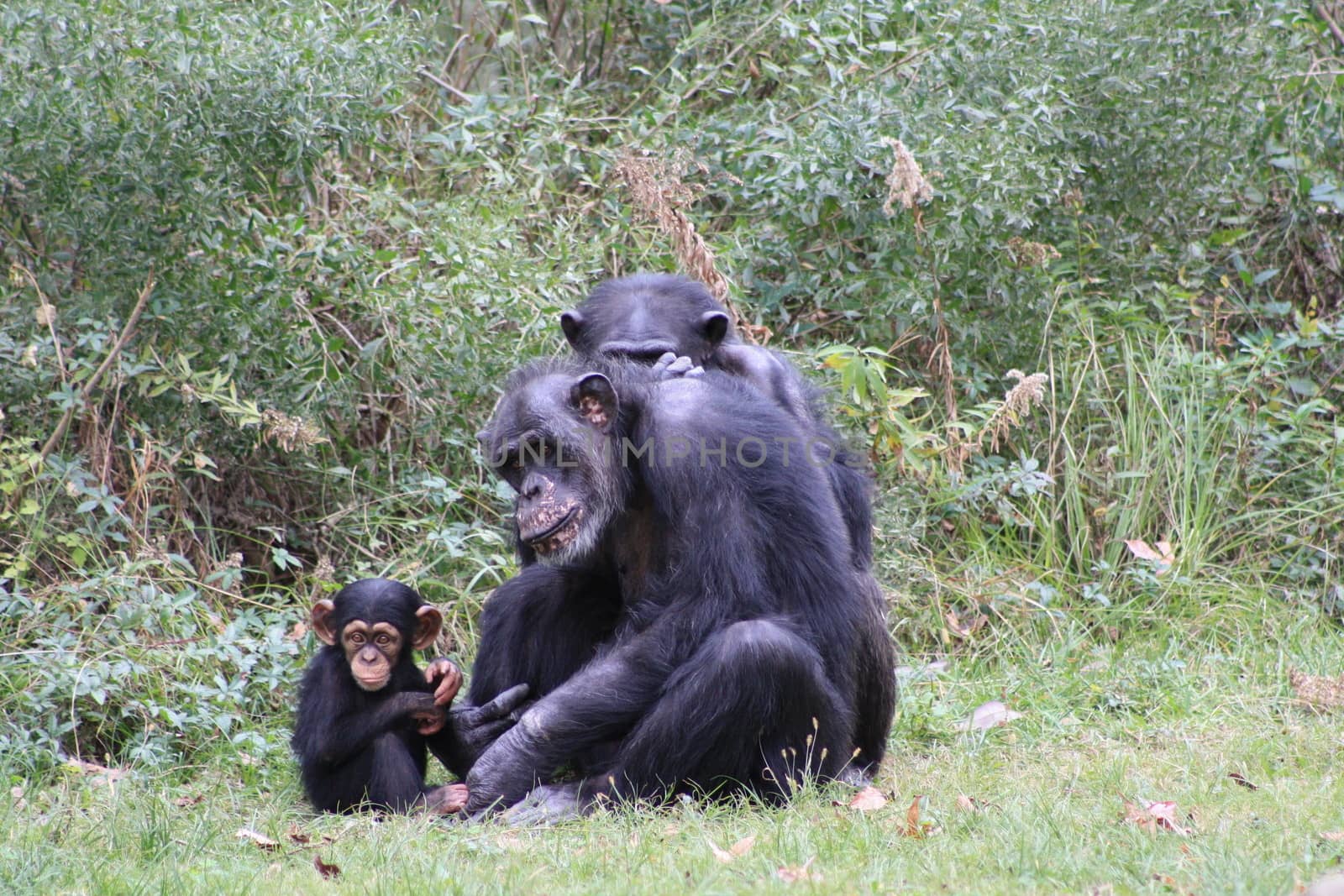 Chimp family in grassy habitat
