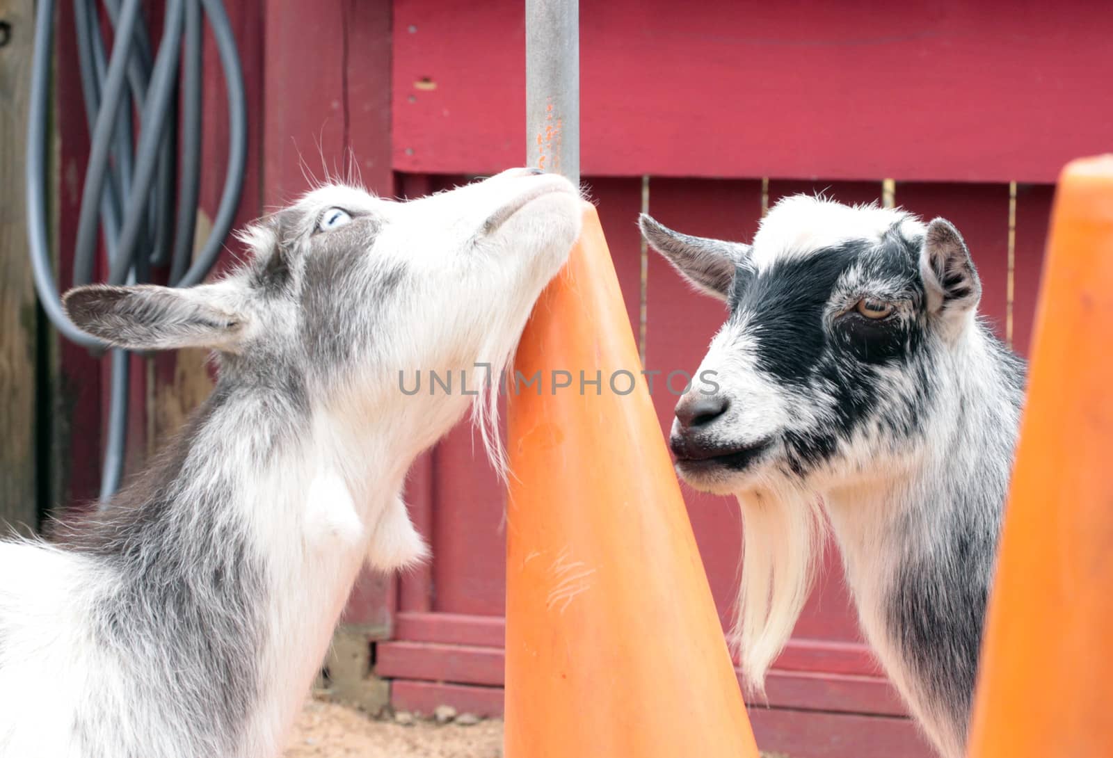 Goats by tornado98