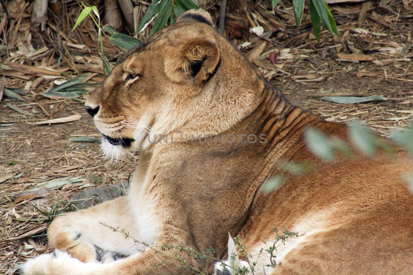 Closeup of a lioness laying down