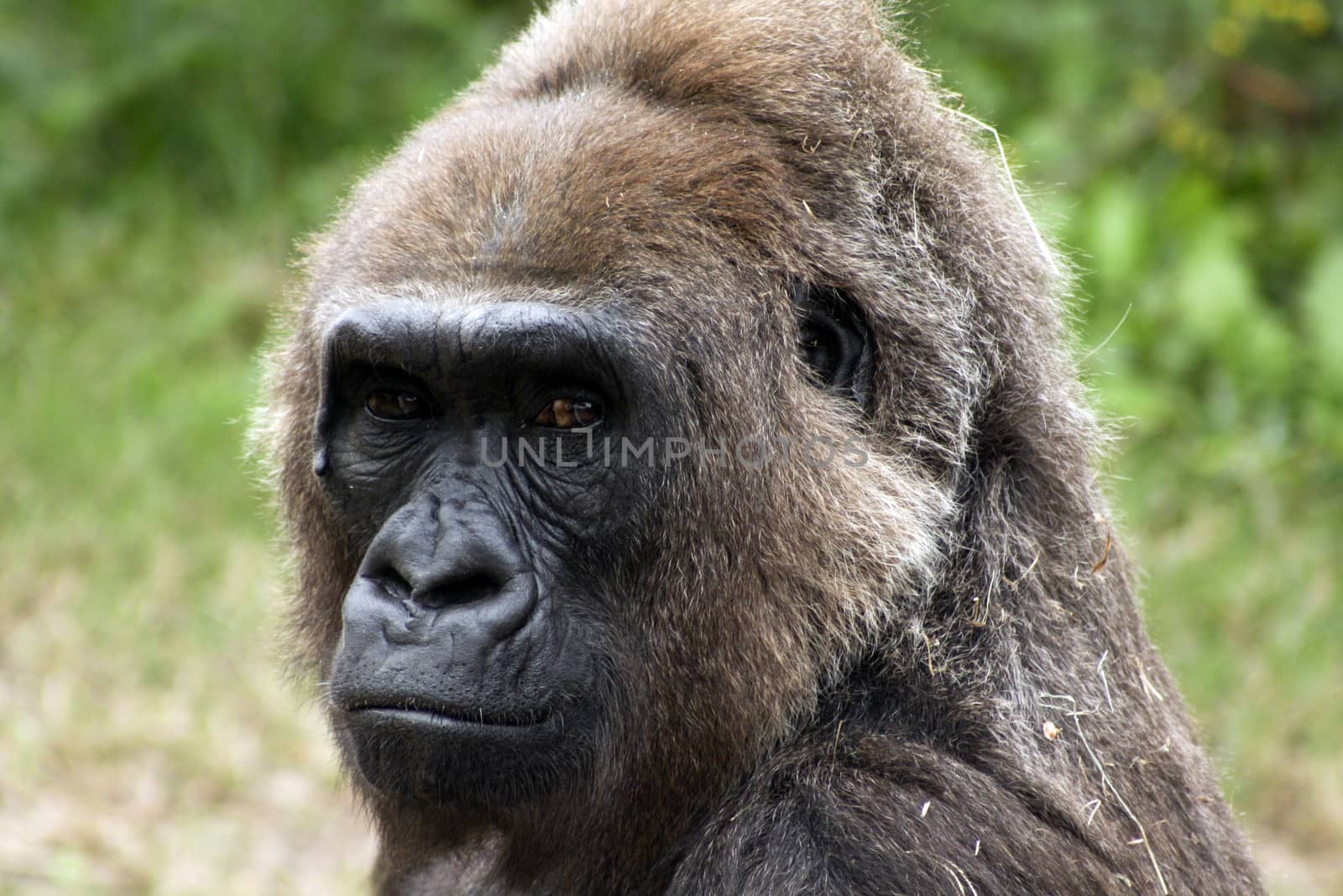 Portrait of western lowland gorilla
