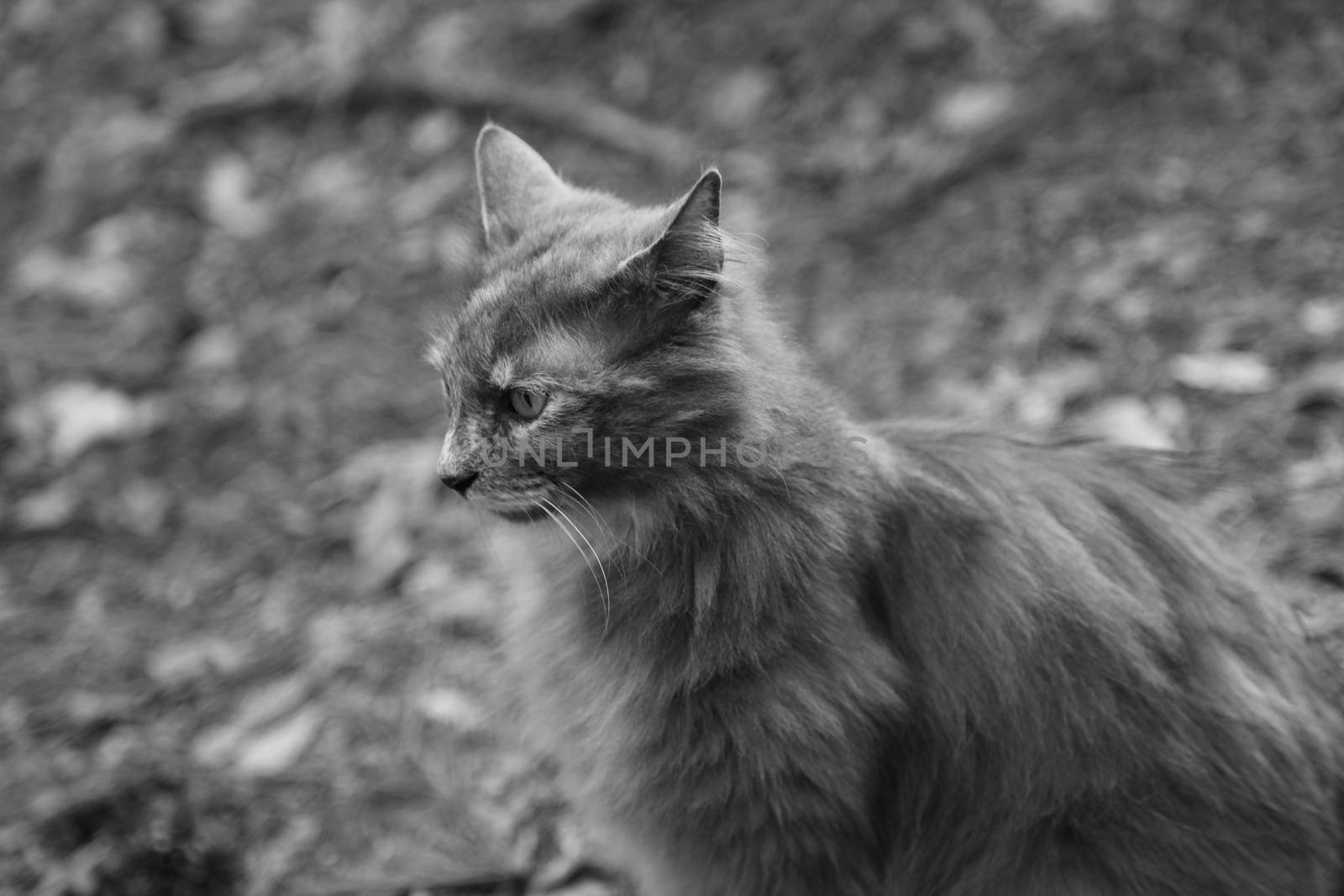 Portrait of a Grey Cat by tornado98
