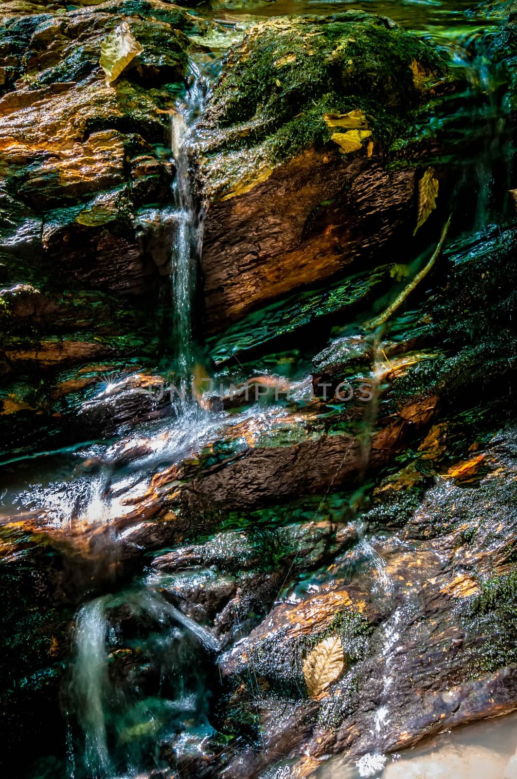 nature around a small creek in the forest woods