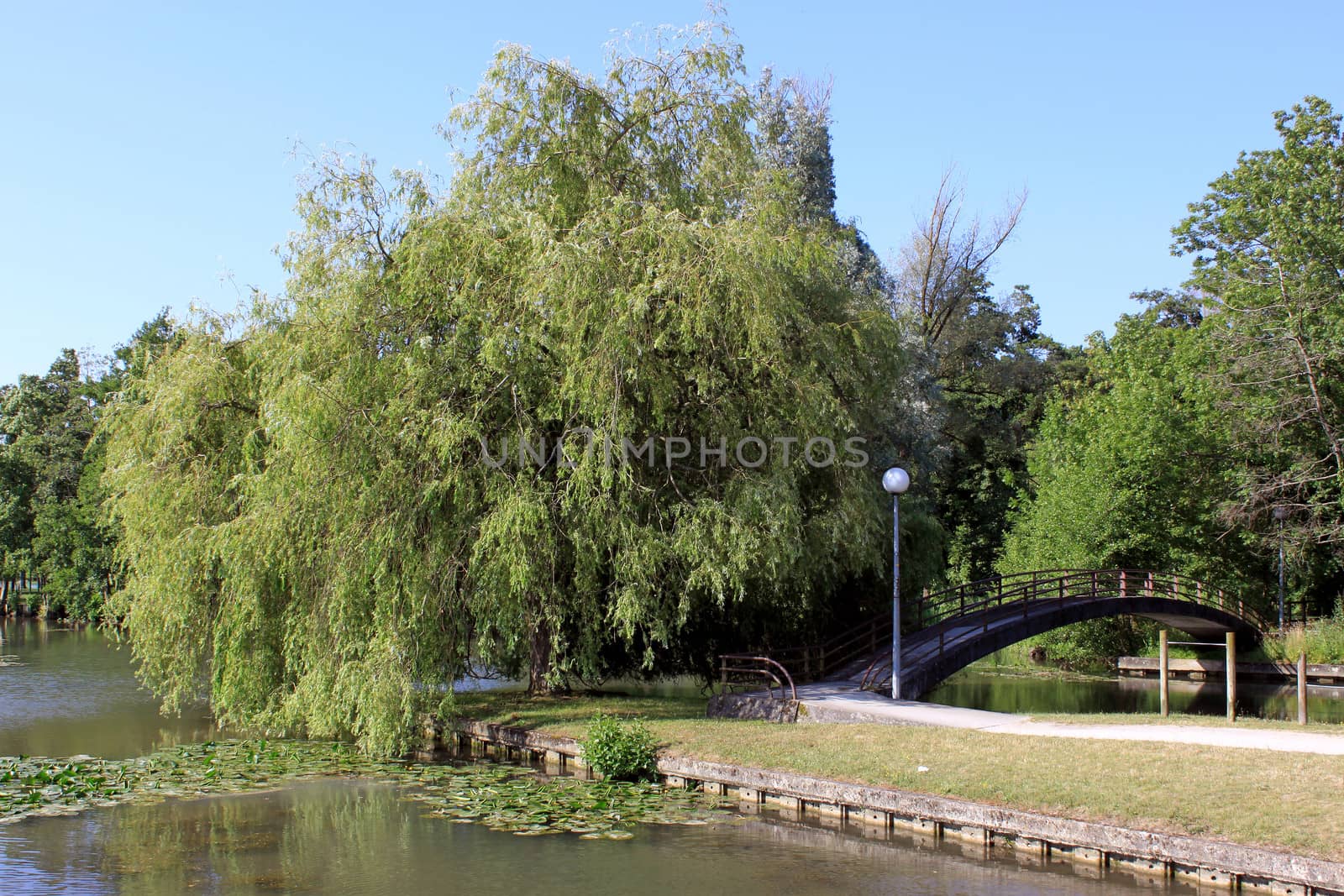 a natural river with its water lilies surrounded by trees and ride a bridge