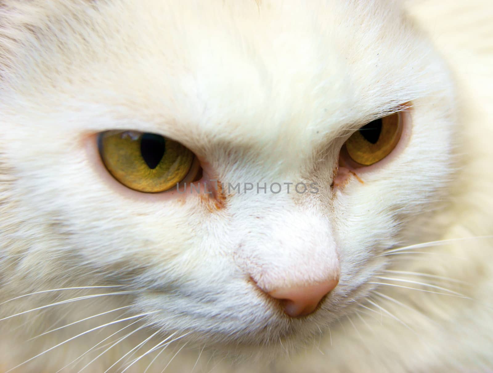 Close-up portrait of a kitten with big green eyes