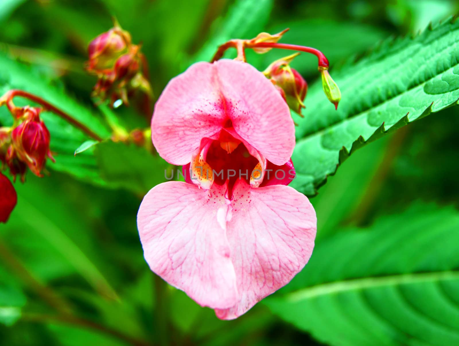 Indian balsam - Impatiens glandulifera royle by cobol1964