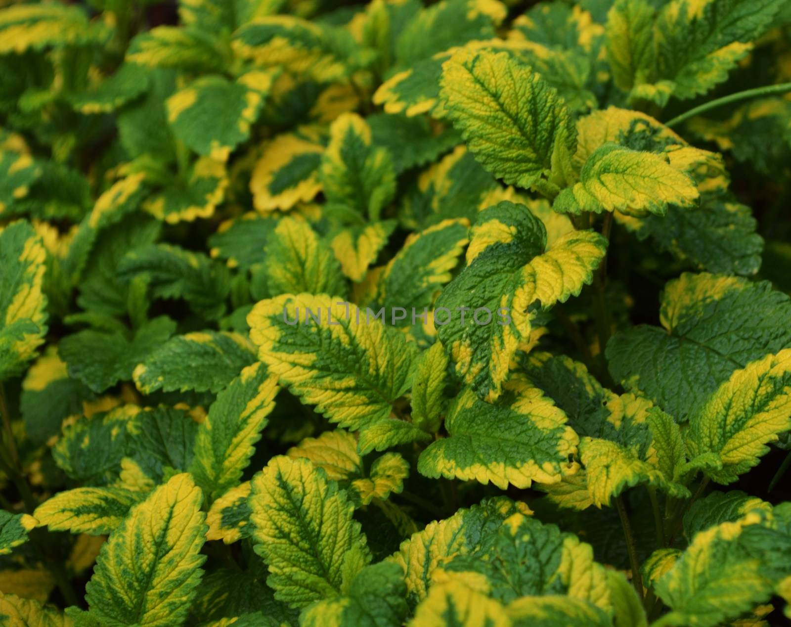 Close-up image of variegated Lemon Balm. 
 (Melissa officinalis)>