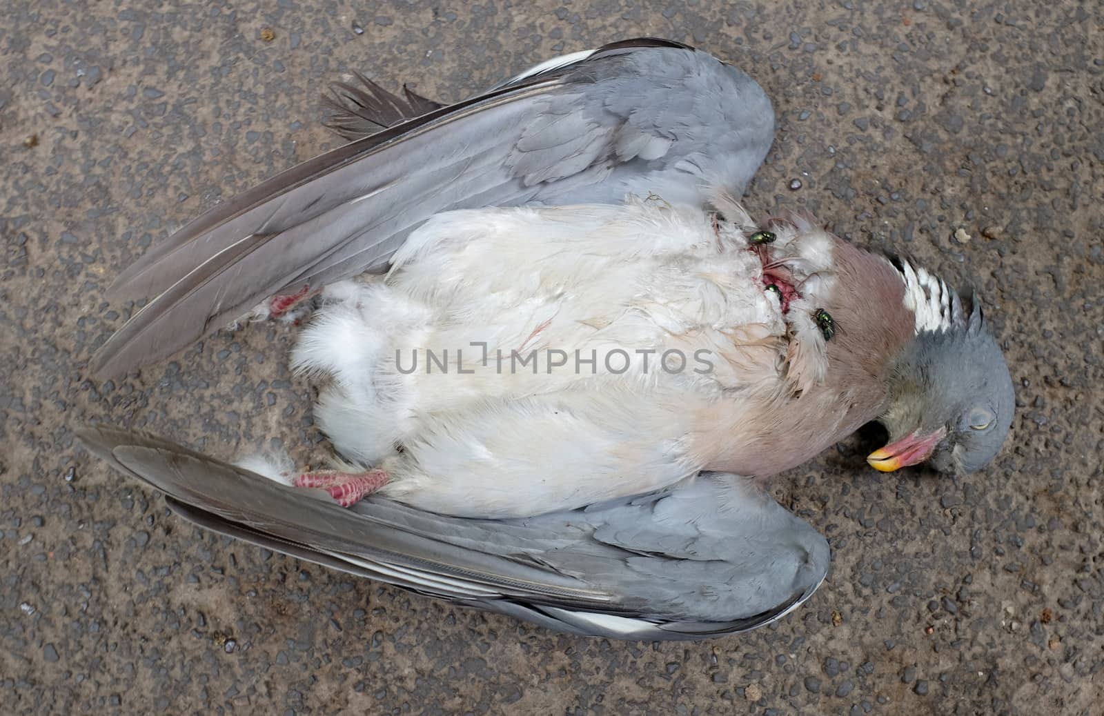 Blowflies begin to infest road kill - a dead wood pigeon