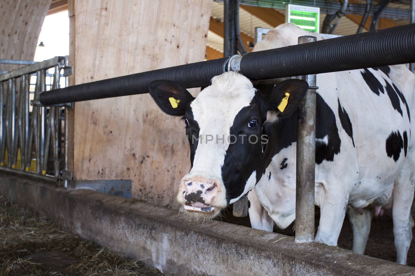 A cow feeding in a modern stable