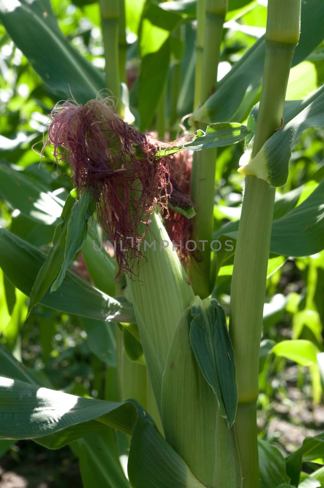 Ear of Corn by edcorey
