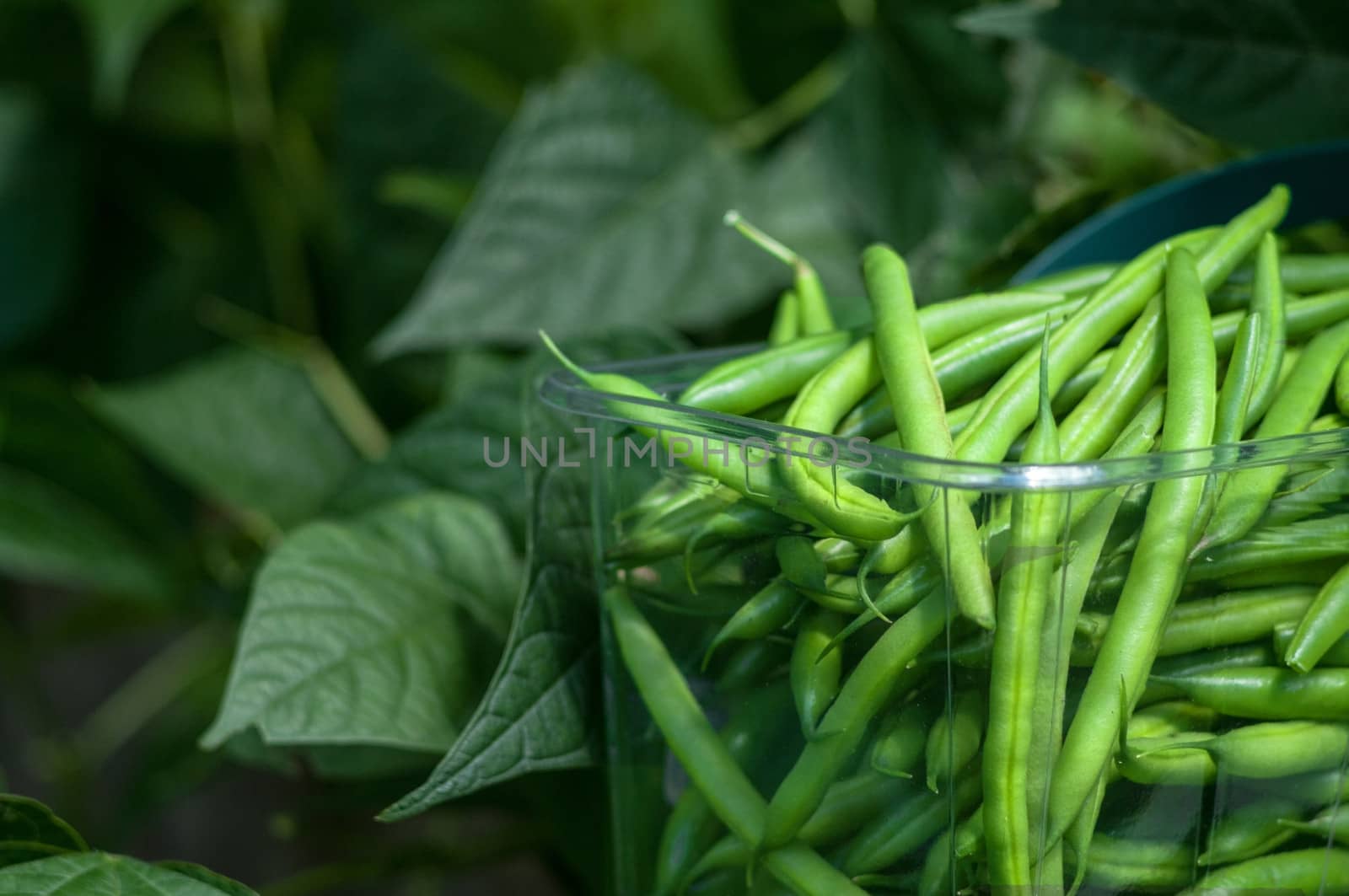 Green Beans in a basket