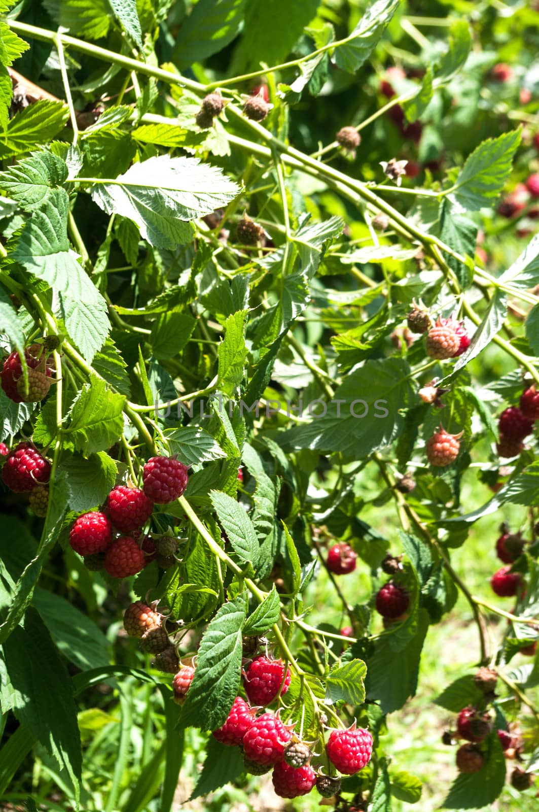 Raspberries on the vine by edcorey