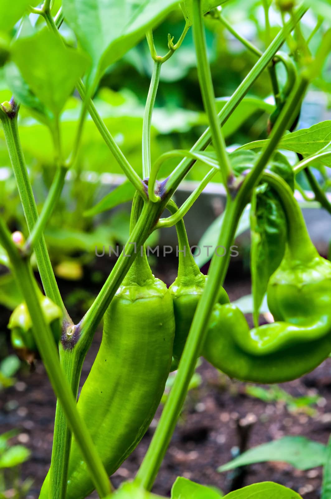 Green Sweet Peppers on the vine