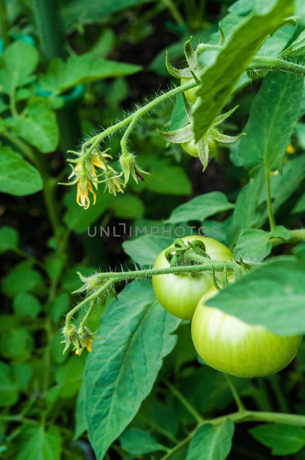 Green Tomatoes by edcorey
