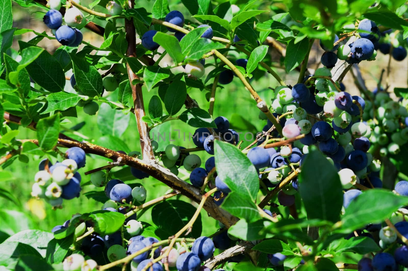High Bush Blueberries by edcorey