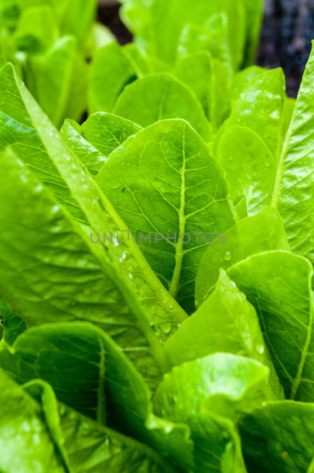 Romaine Lettuce by edcorey