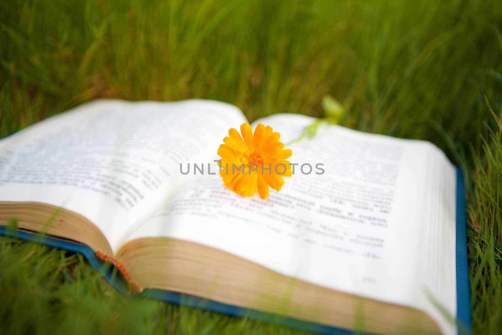 small flower on the opened book