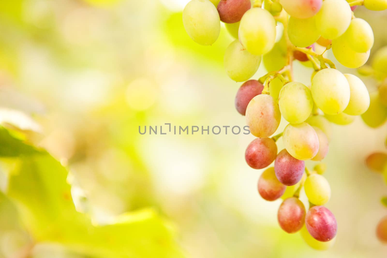background with grapes  by vsurkov