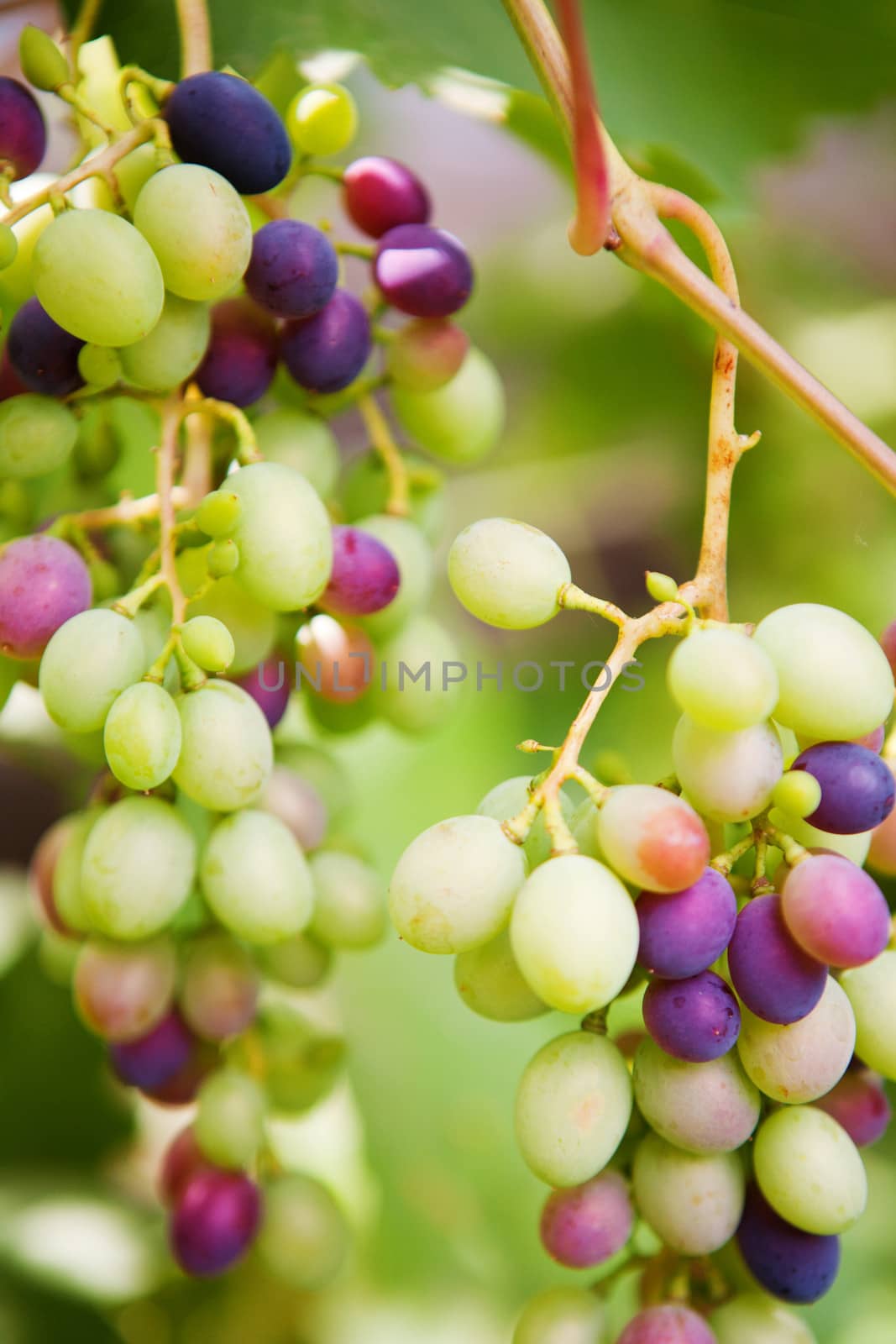 background with small grapes 