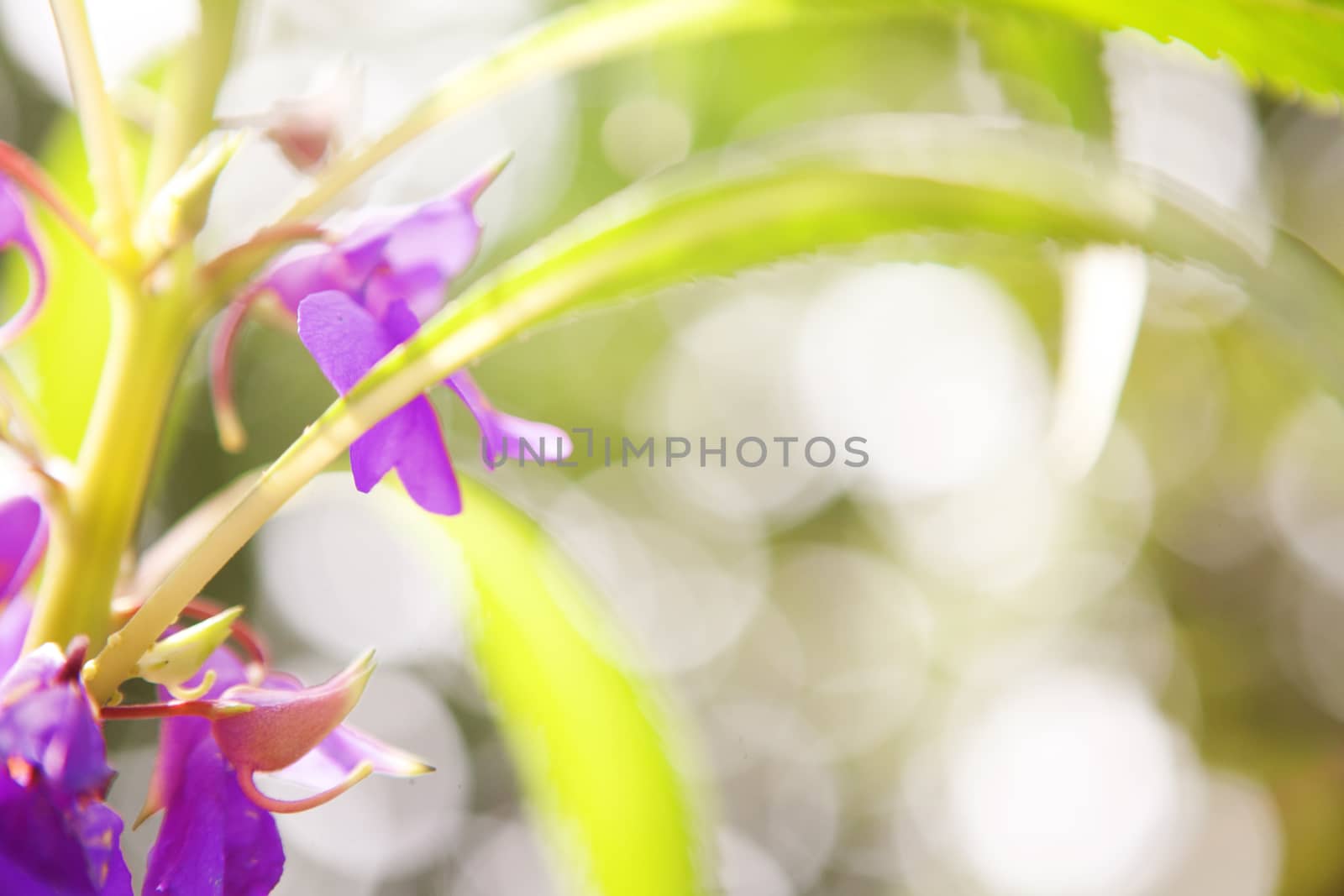 blurred background with flowers