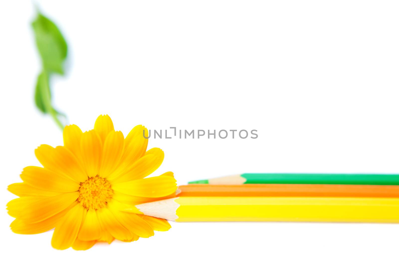 flower with pencils by vsurkov