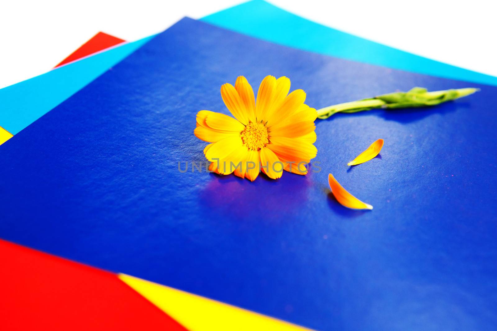flower on the pieces of paper by vsurkov