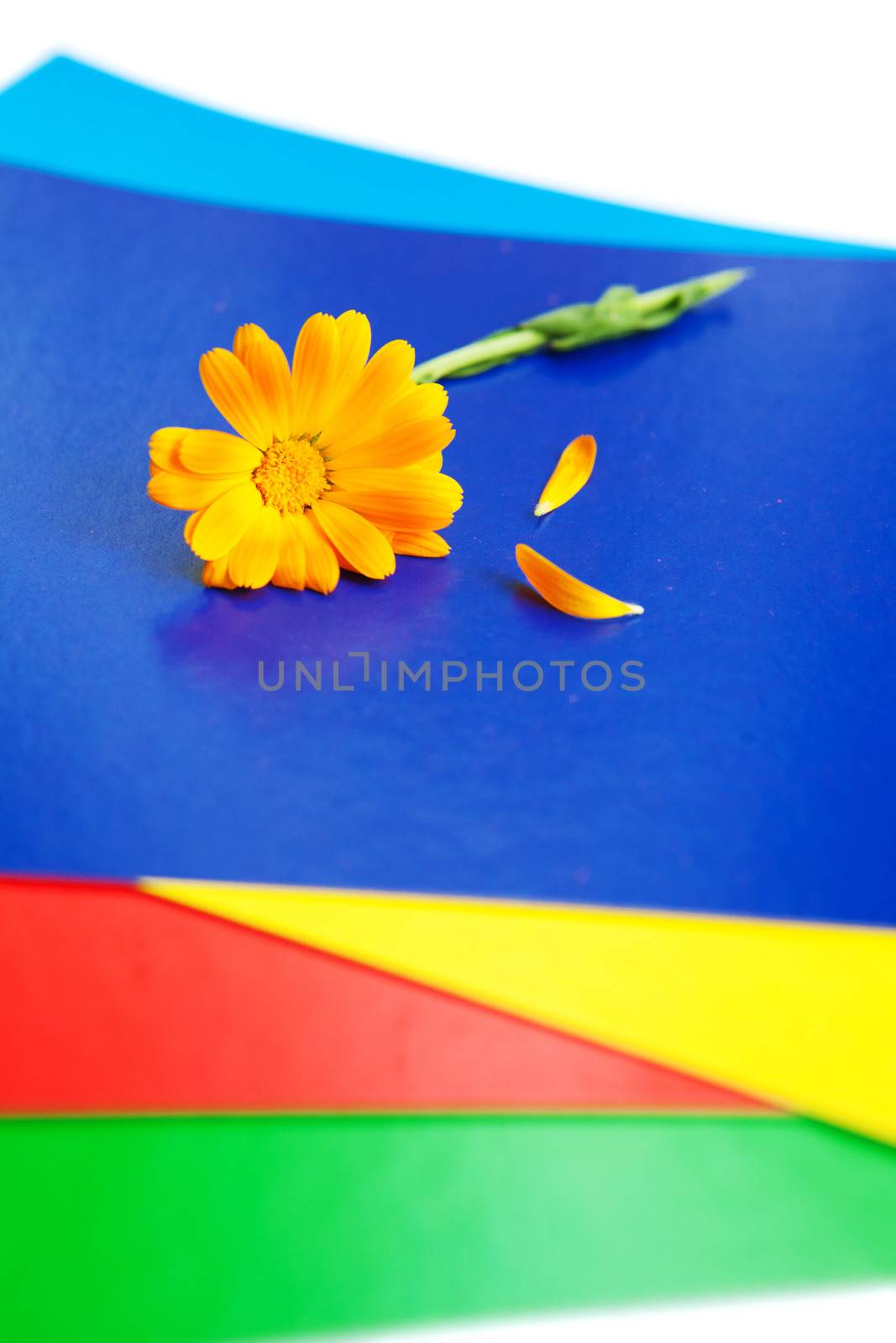 flower on the pieces of paper by vsurkov