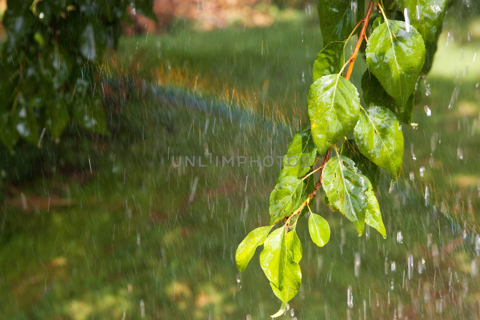 branch of the tree under the rain and rainbow