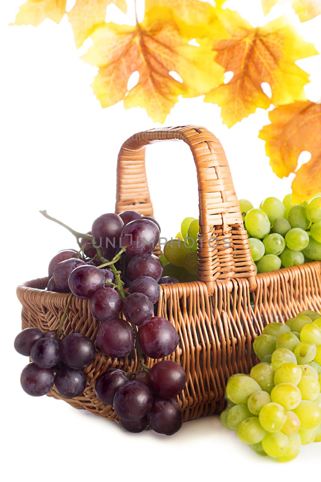 Green and dark grape in the basket with autumn leaves isolated on white