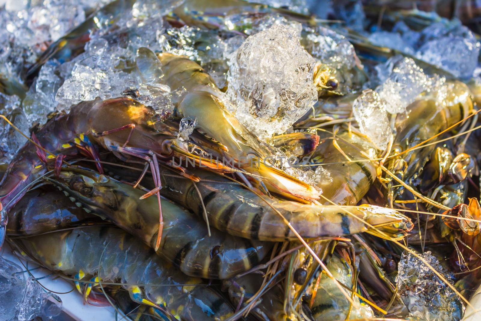 shrimp and other seafood at a market in Thailand by oleg_zhukov