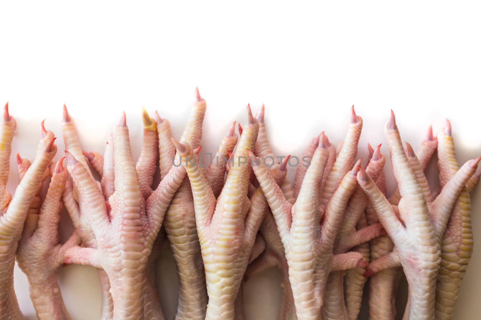 semifinished raw chicken legs on white background