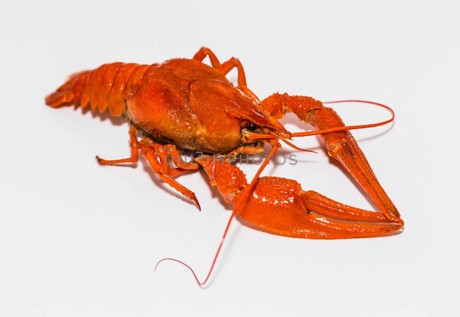 The Boiled crawfish on a white background