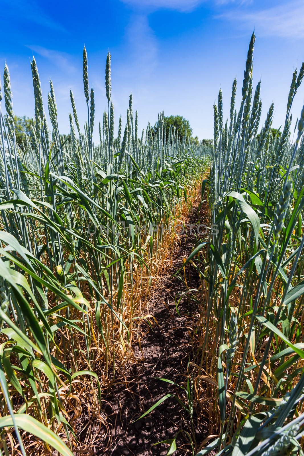 spring green field with ears of wheat