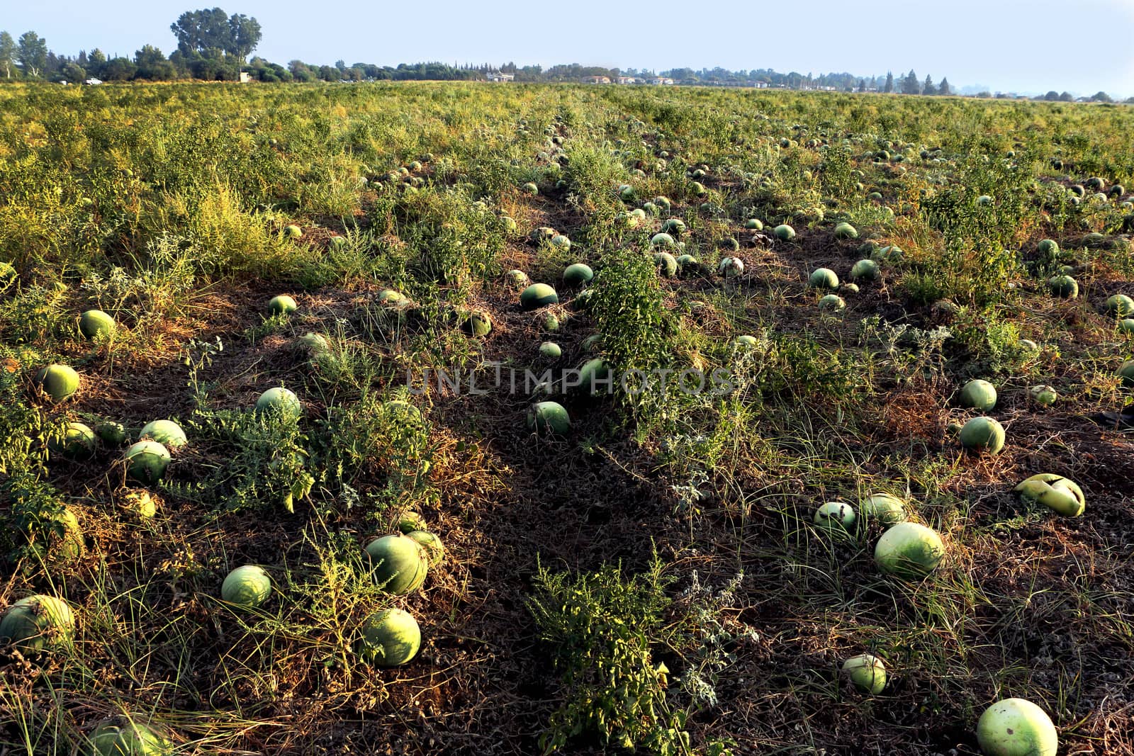 Watermelons growing in a field by HD_premium_shots