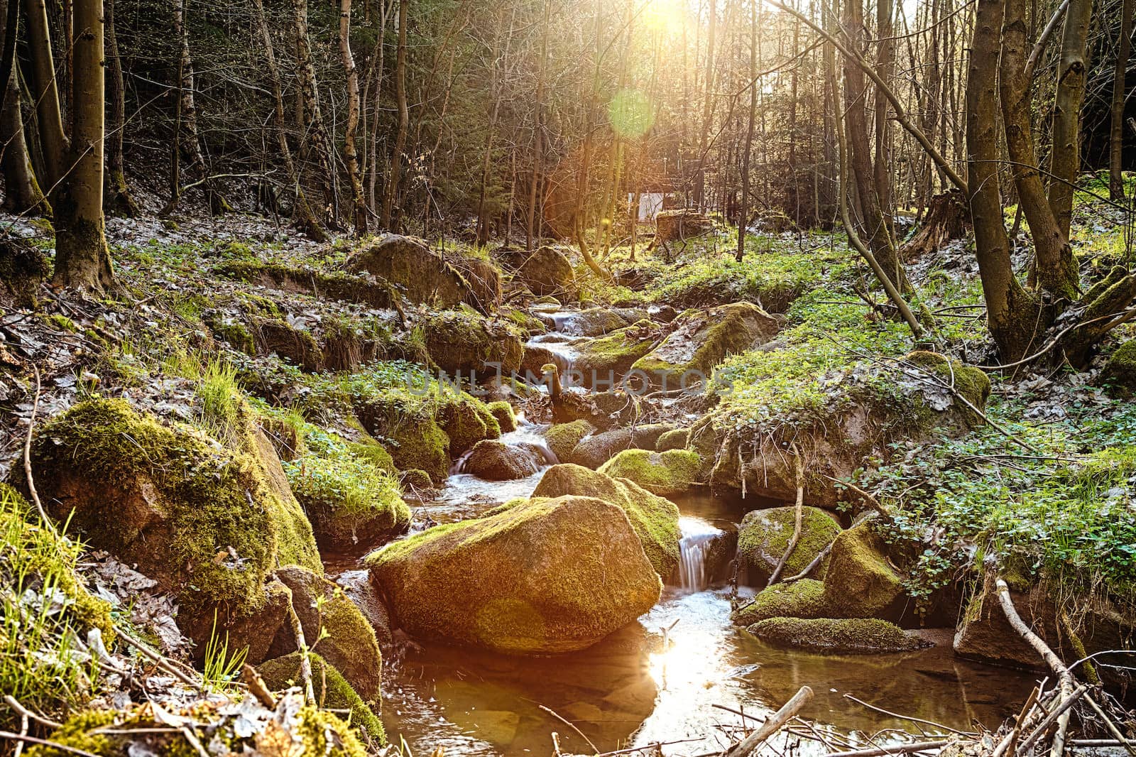 The river in the forest in the afternoon sun - HDR by hanusst