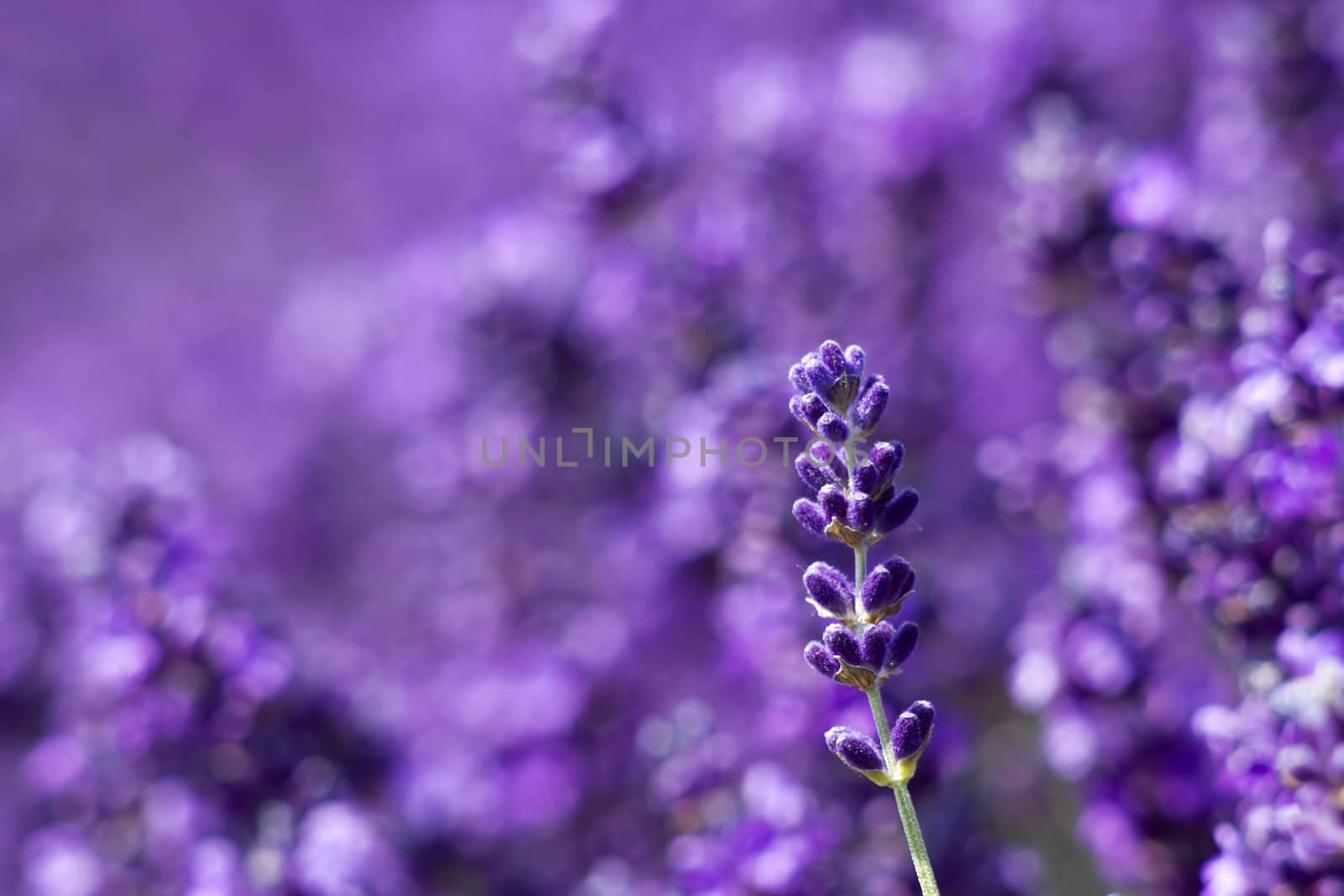 lavender flowers