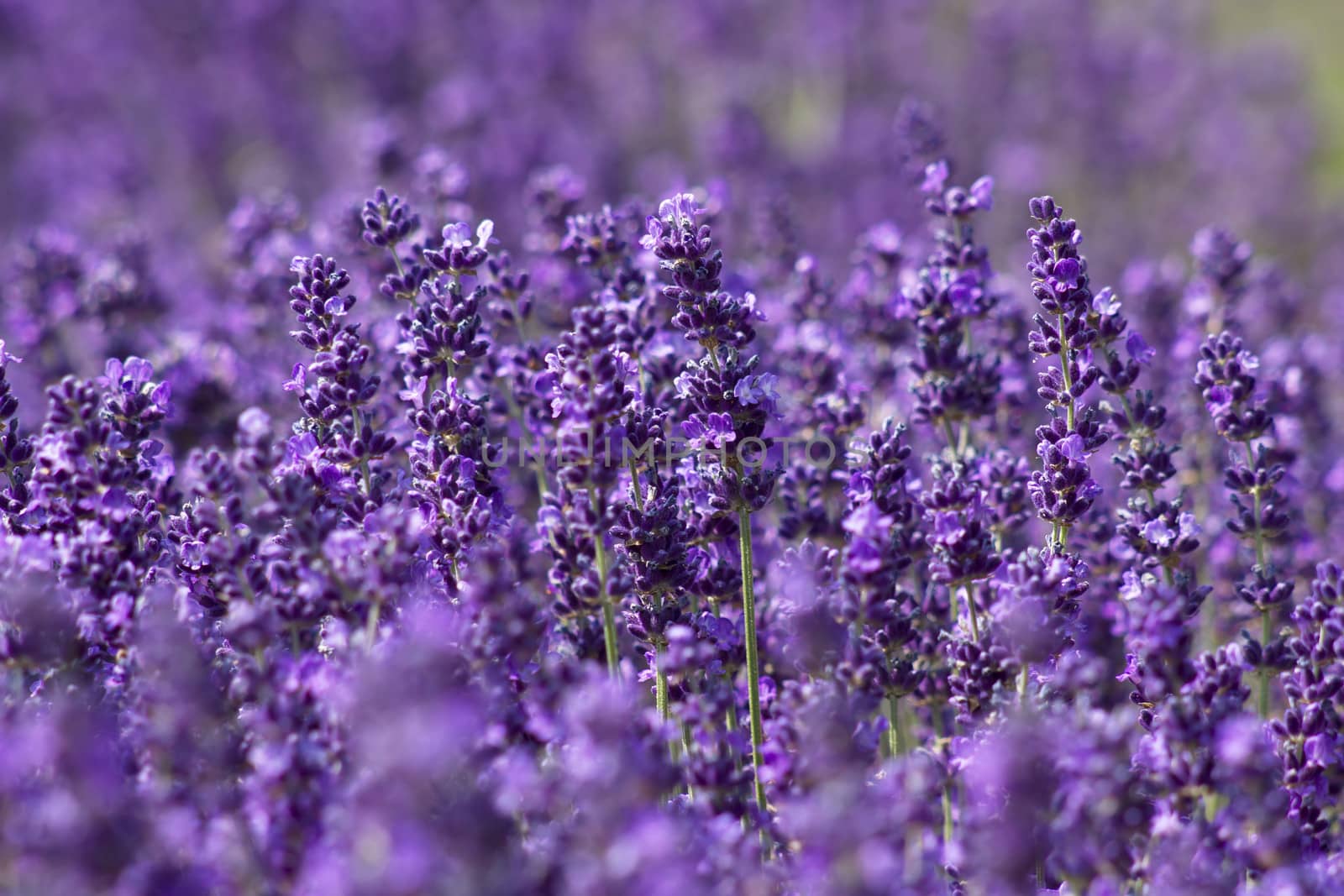 lavender flowers