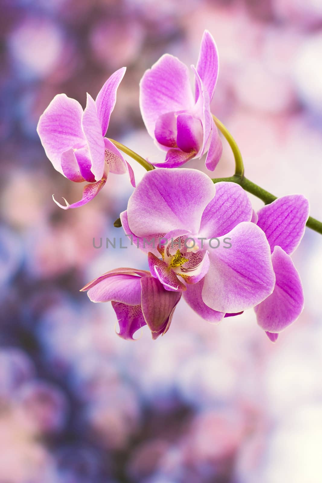 Beautiful pink orchid  - phalaenopsis by miradrozdowski