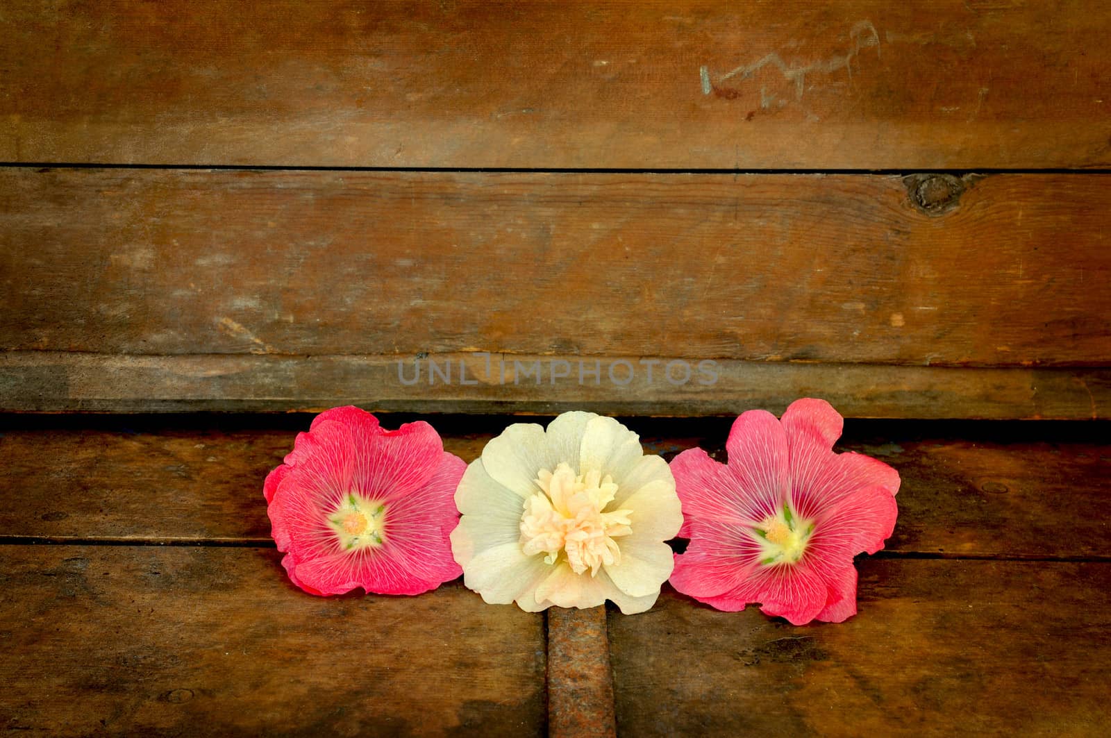 Three hoolyhock flowers on old wooden chest symbolizing faith, hope, and charity.