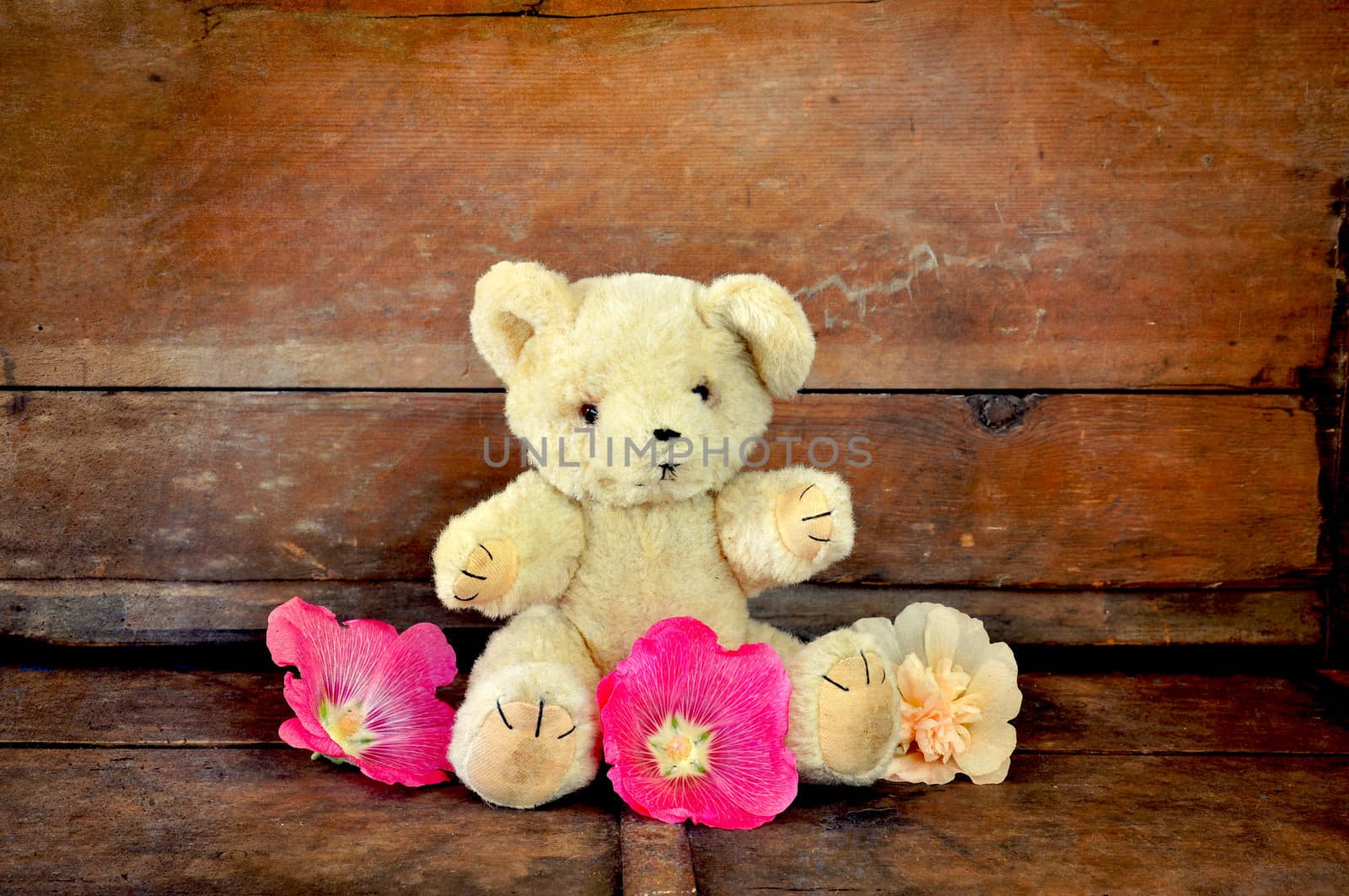 Teddy bear from the 1960s with hollyhock flowers on an old bench.