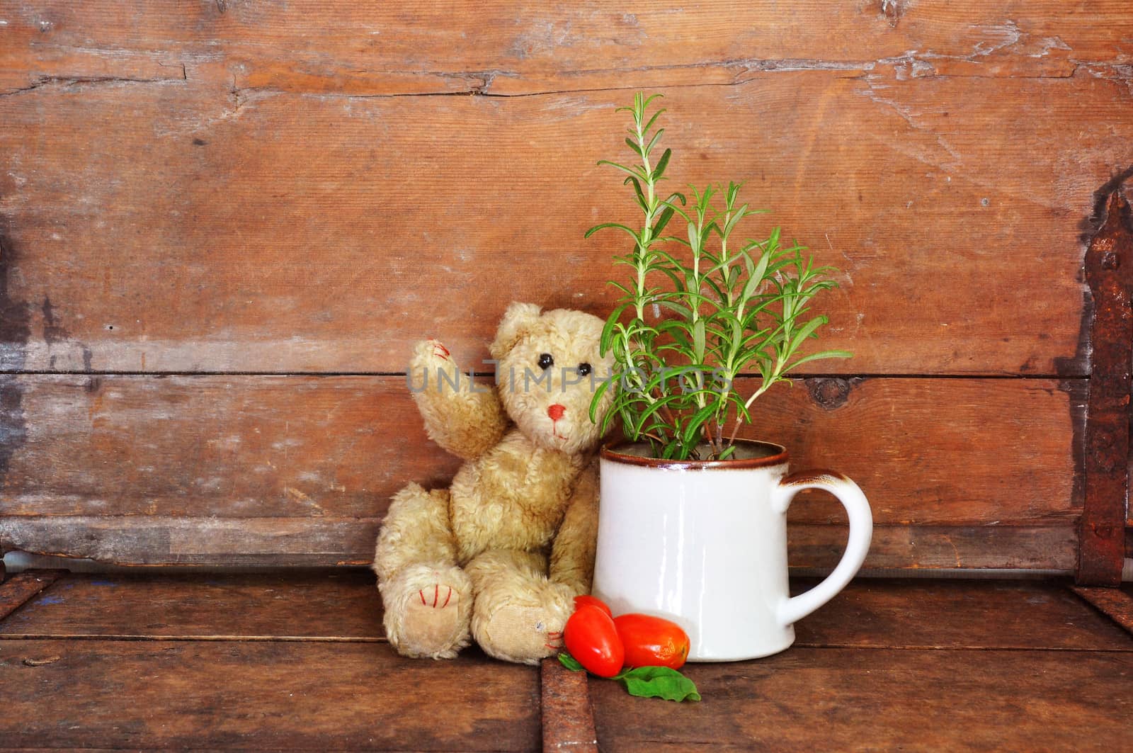 Vintage teddy bear with herbs and tomatoes, 