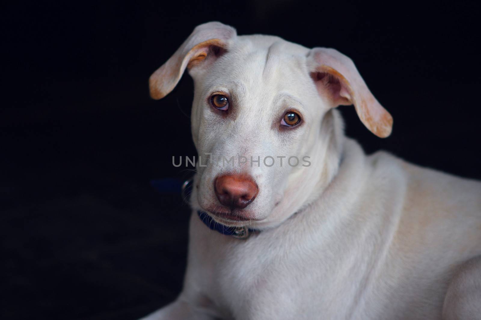 Portrait of a white dog with a pink nose - India by cococinema