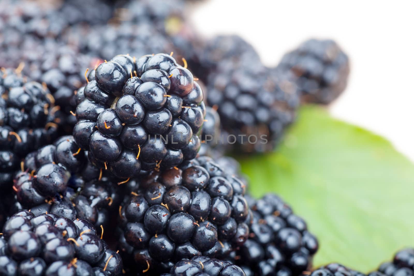 Blackberries by AGorohov